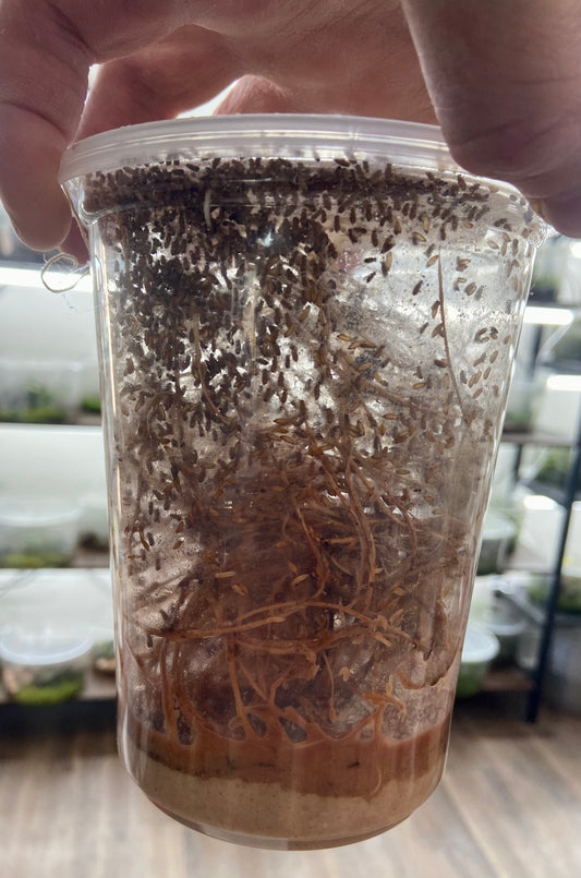Feeding Dart Frogs: A look into the culture of Fruit Flies and related topics