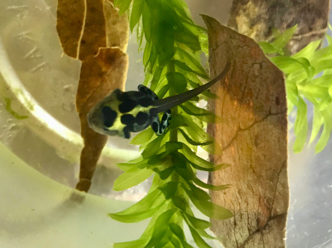Raising Dart Frog Tadpoles