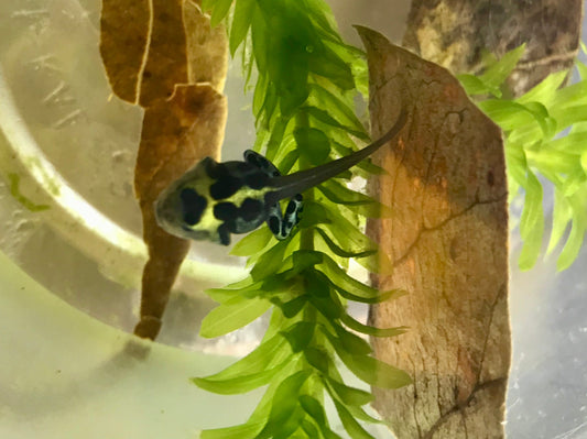 Raising Dart Frog Tadpoles