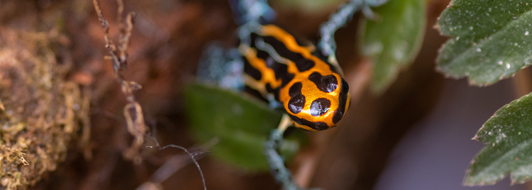 Dart Frogs