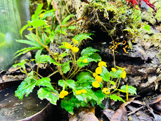 Begonia prismatocarpa