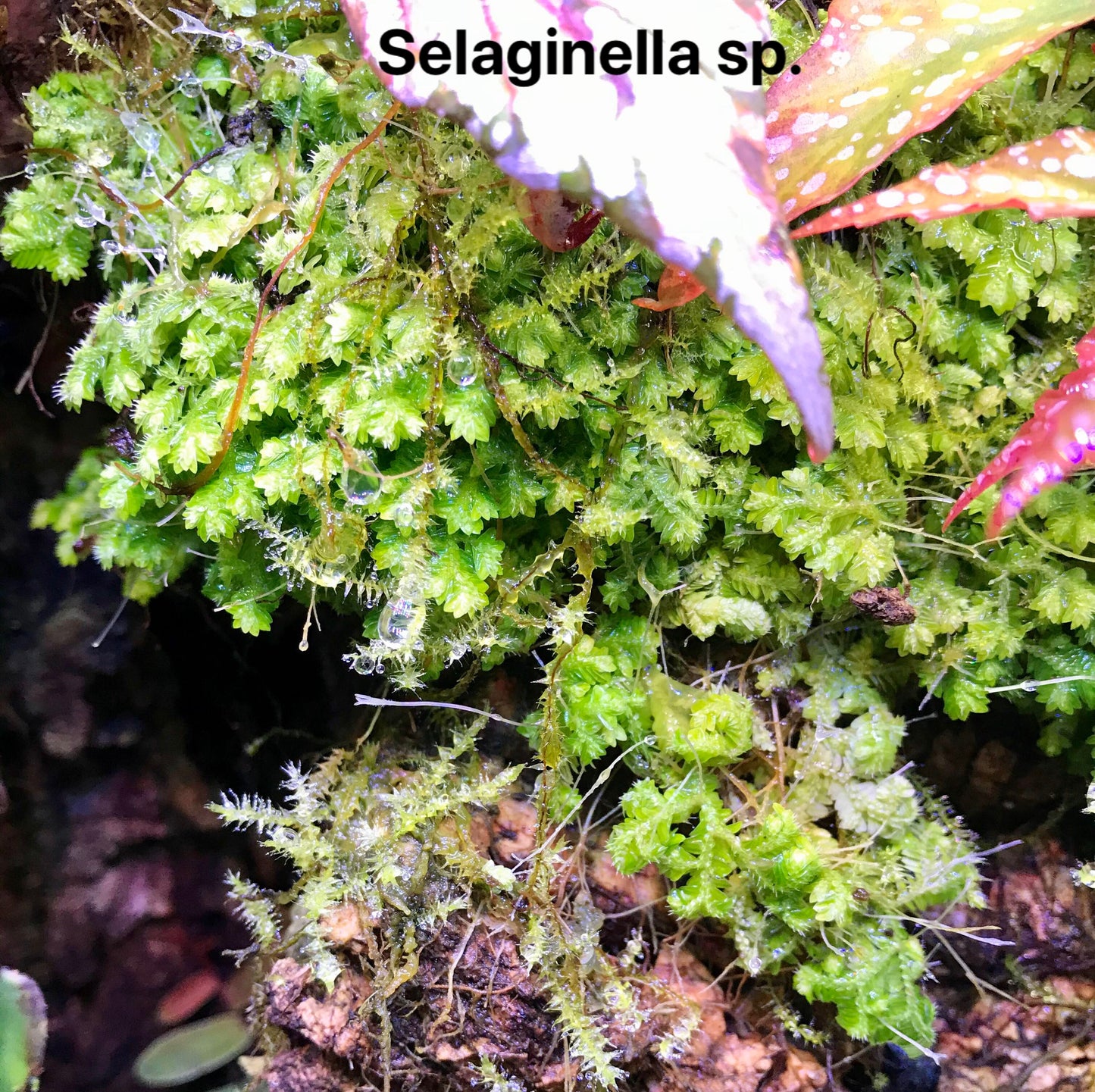 Selaginella sp.