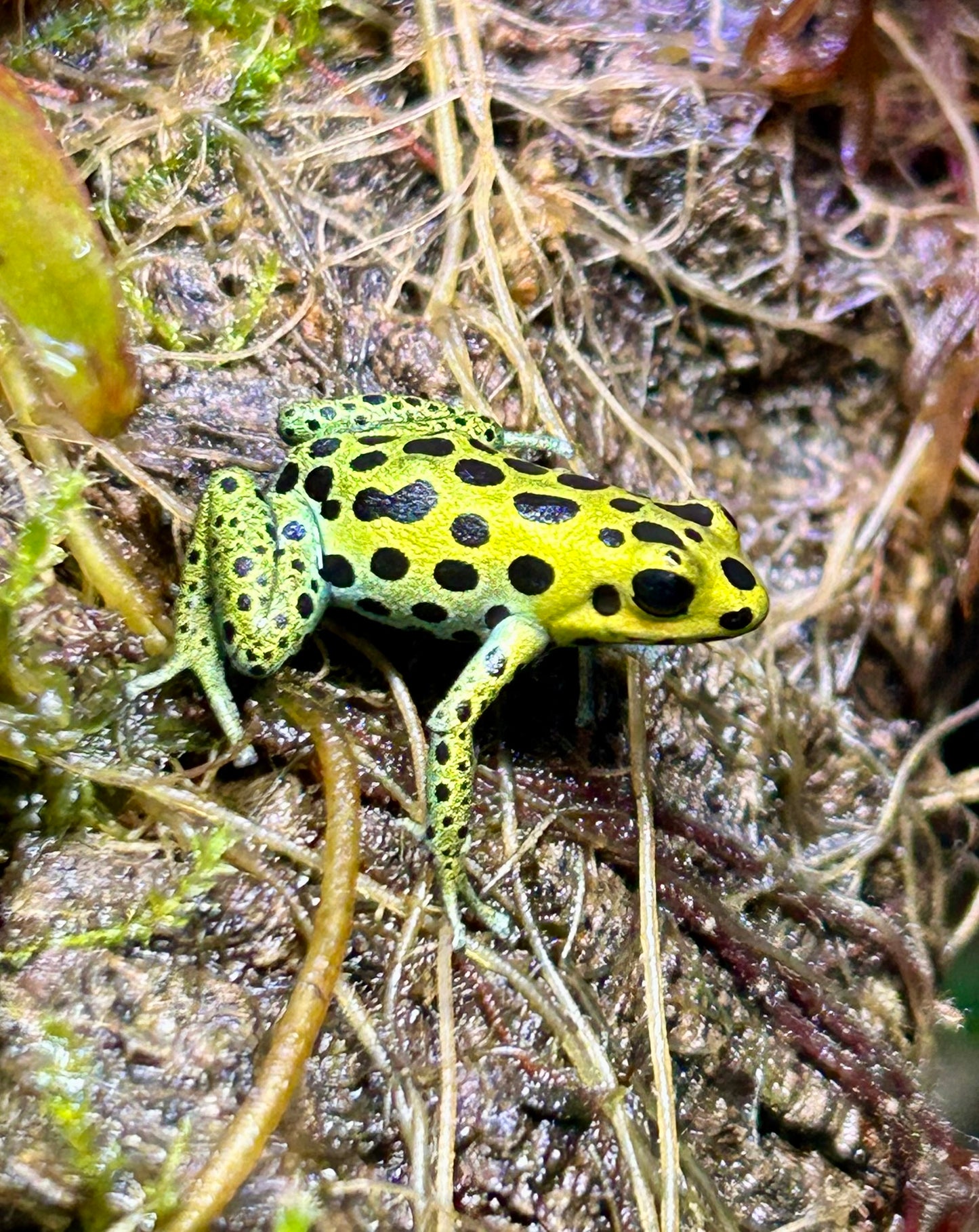 Ranitomeya variabilis “Highland”