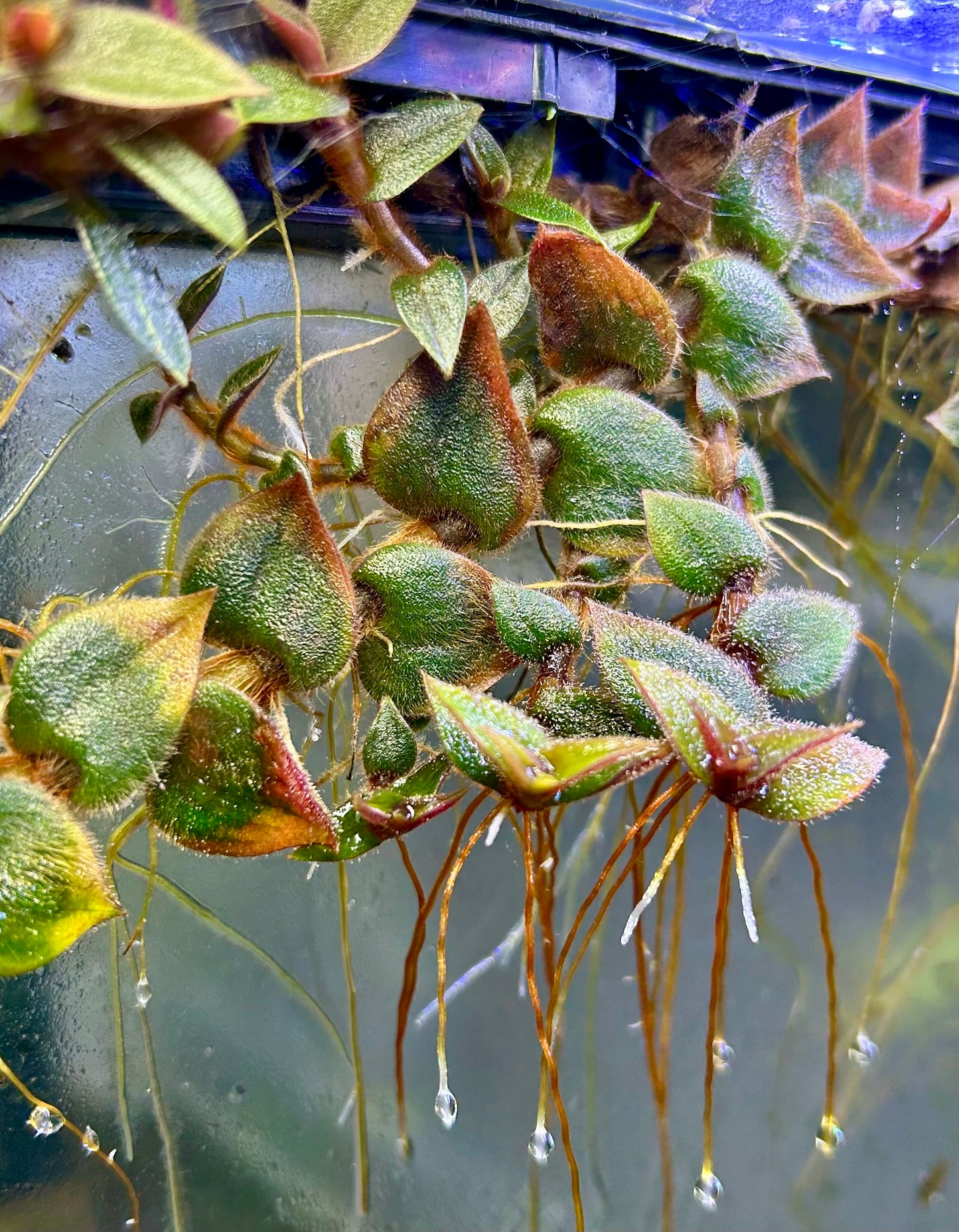 Teddy Bear Vine (Cyanotis kewensis)