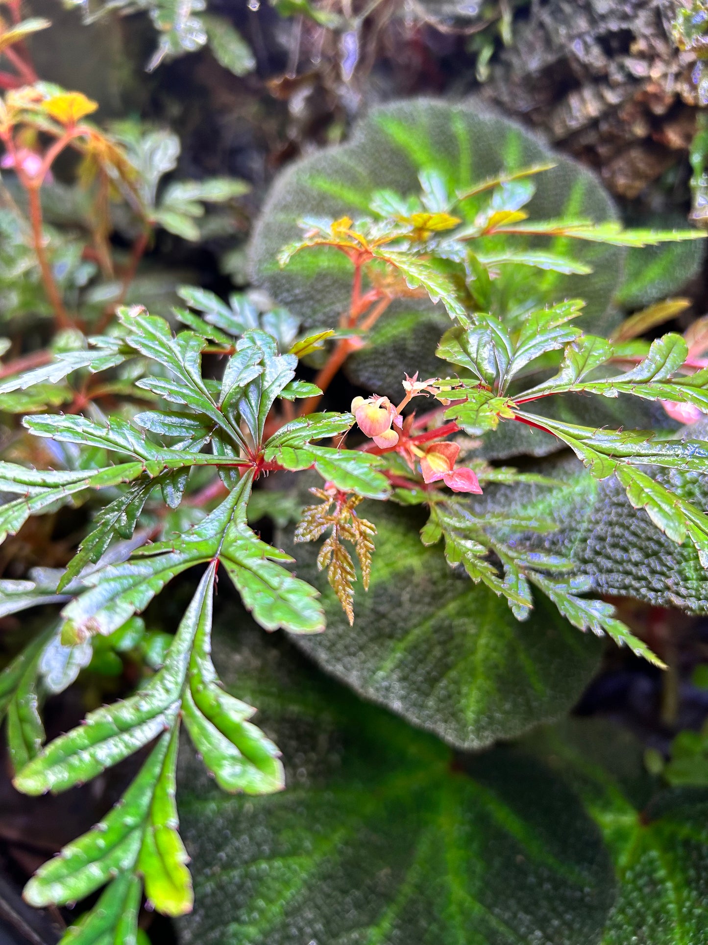 Begonia polliloensis