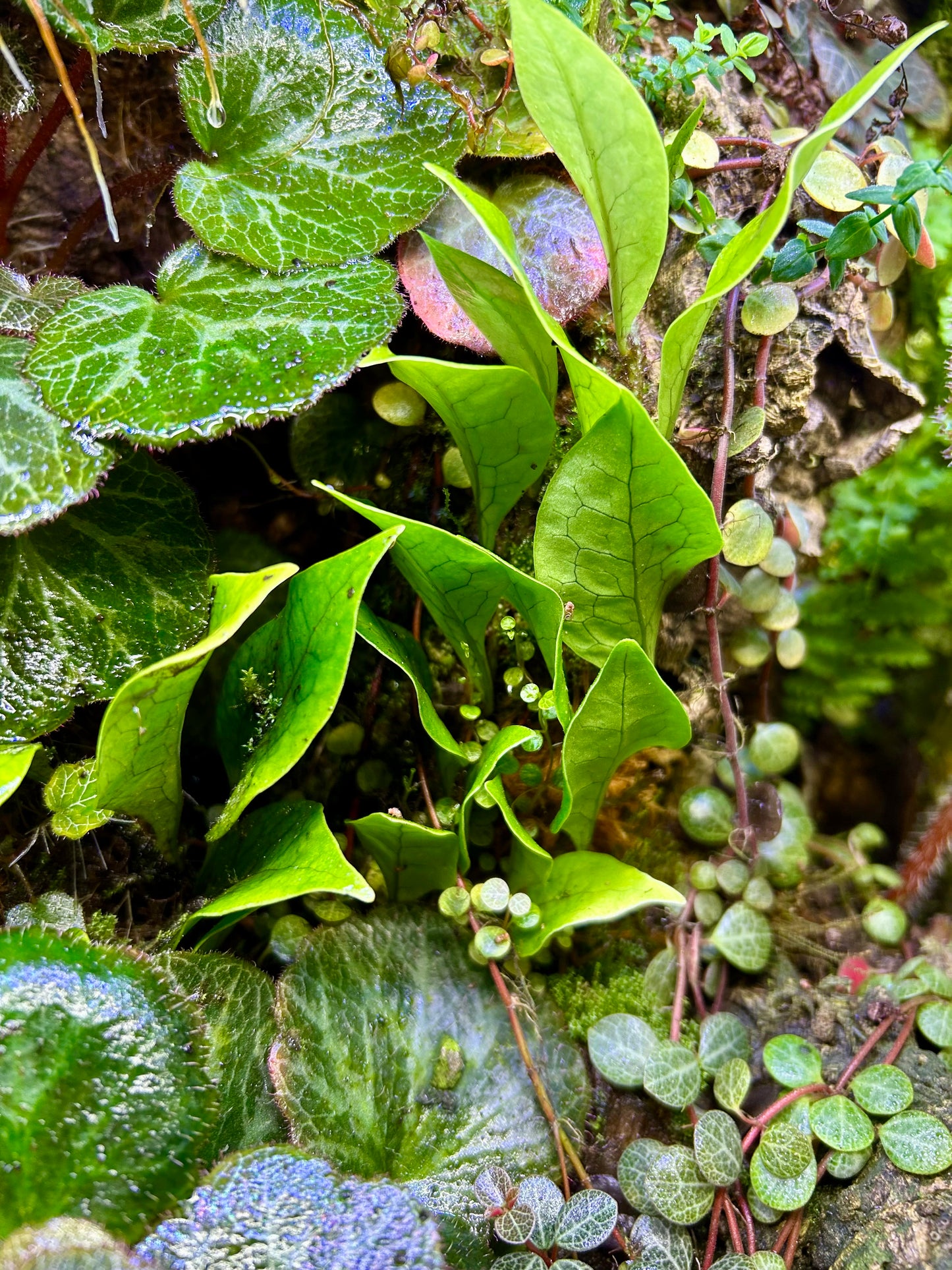 Microsaurum linguiforme