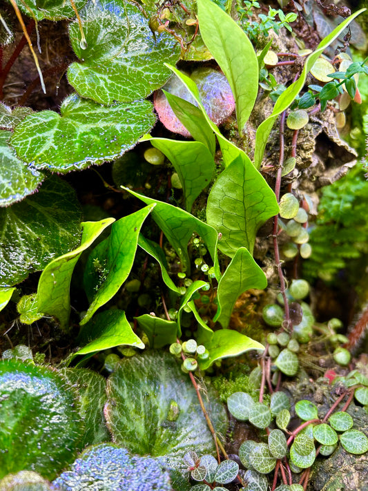 Microsaurum linguiforme