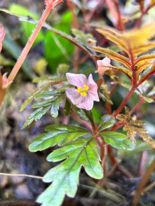 Begonia polliloensis
