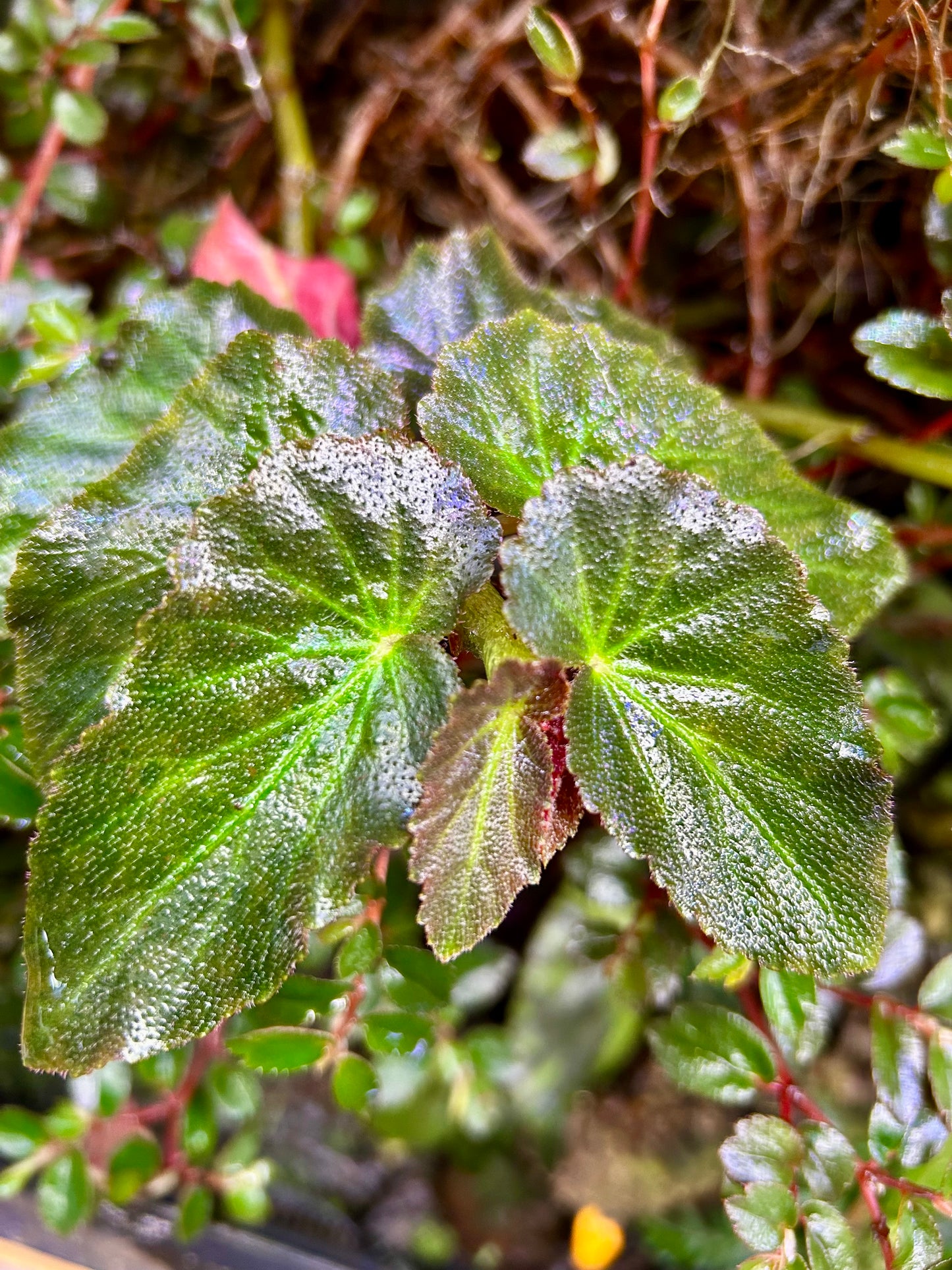 Begonia withlacoochee