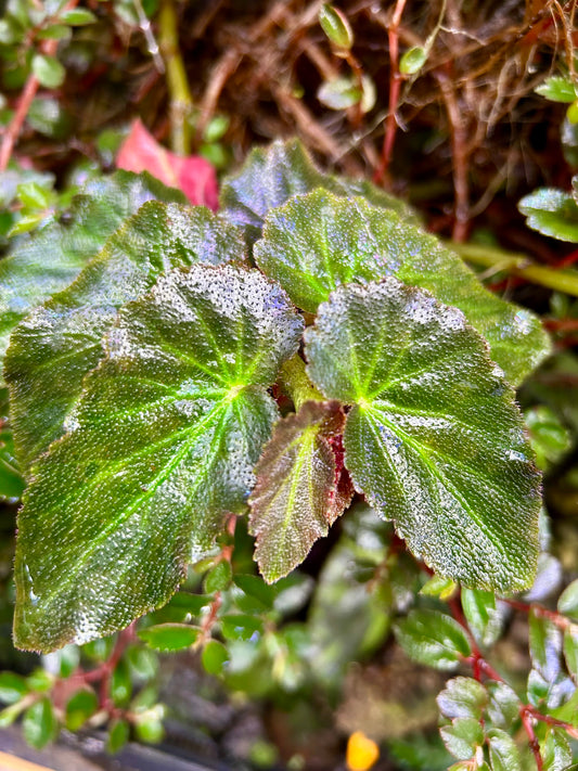 Begonia withlacoochee