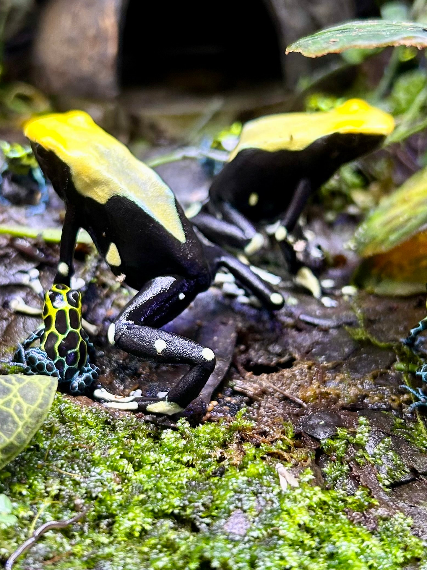 Dendrobates tinctorius "Yellow Back”