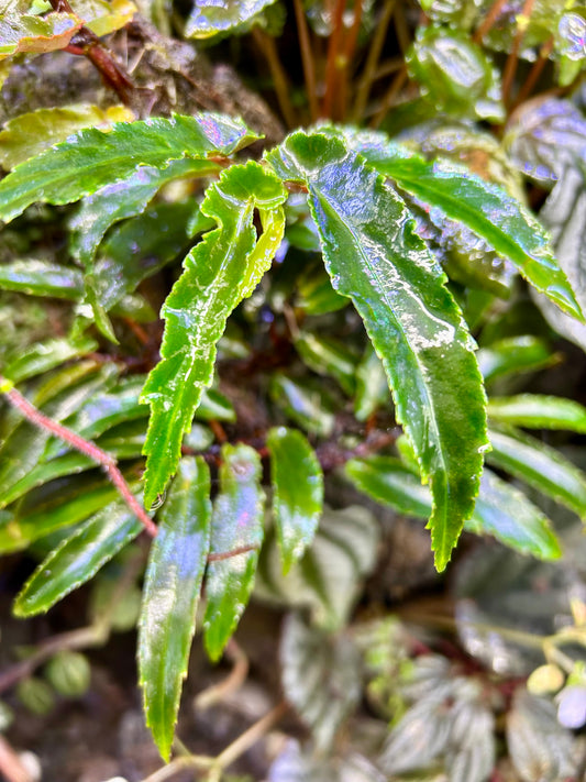 Begonia echinosepala