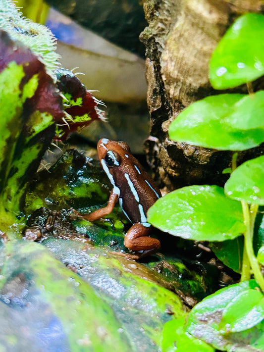 Epipedobates anthonyi “Ankas”
