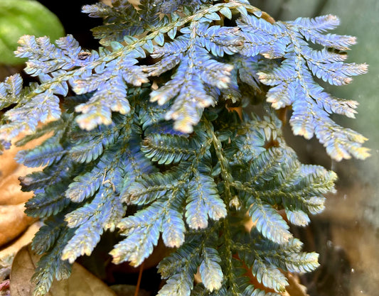 Selaginella willdenowii