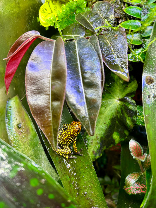 Marcgravia sp. “El Coca”