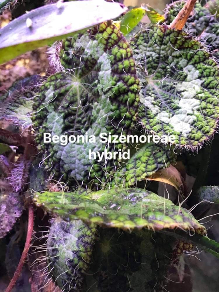 Begonia sizemoreae