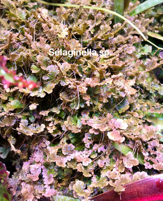 Selaginella sp.