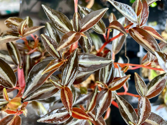 Red Tree Peperomia “Peperomia metallica 'Ecuador'”