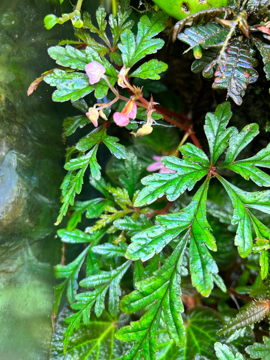 Begonia polliloensis