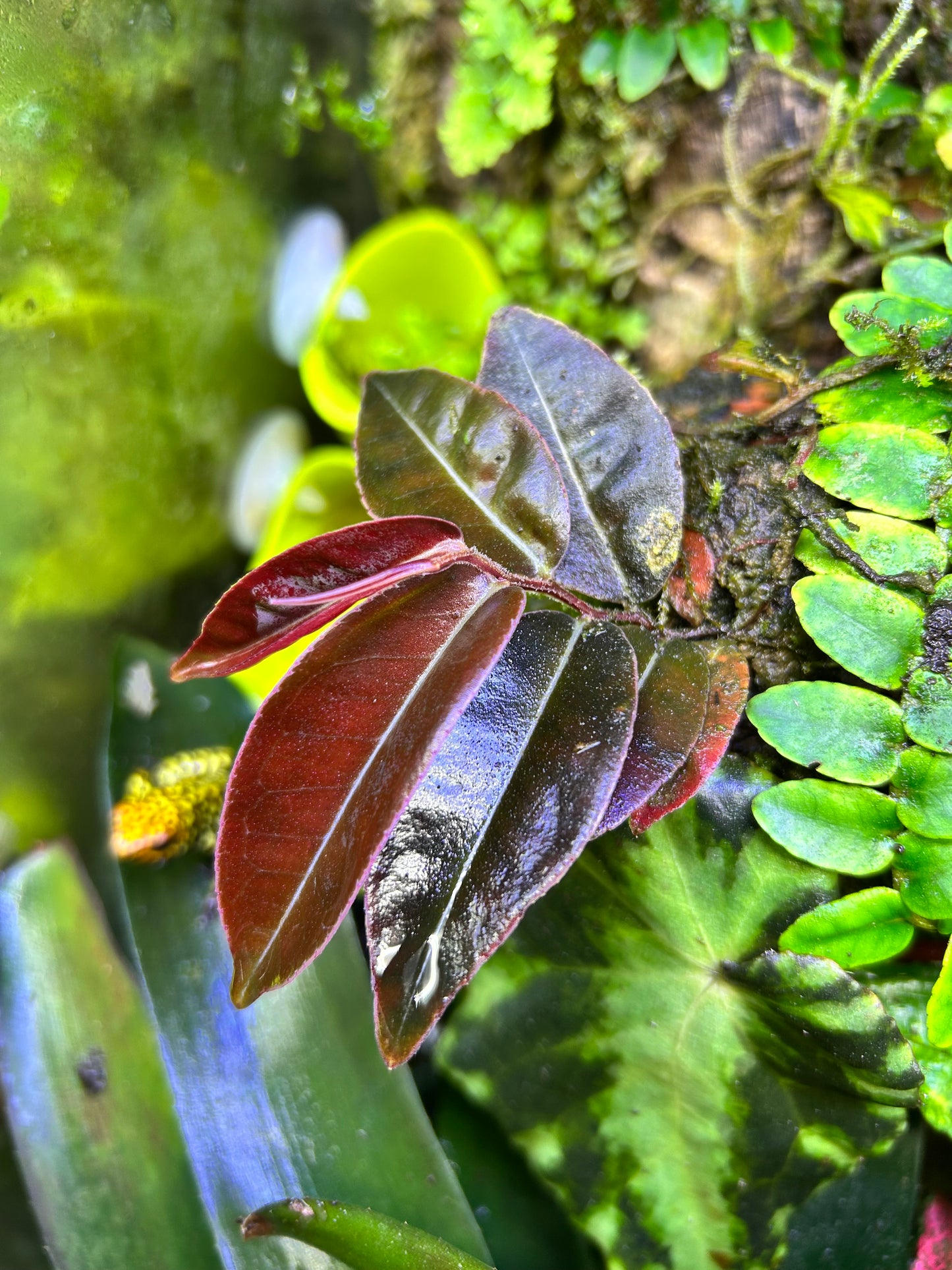 Marcgravia sp. “El Coca”