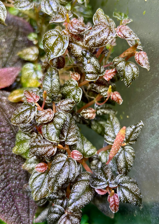 Peperomia antoniana