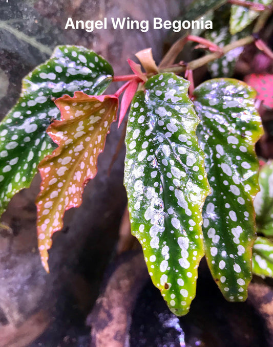 Angel Wing Begonia