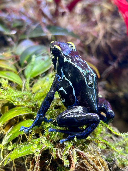 Dendrobates tinctorius "True Sipaliwini"