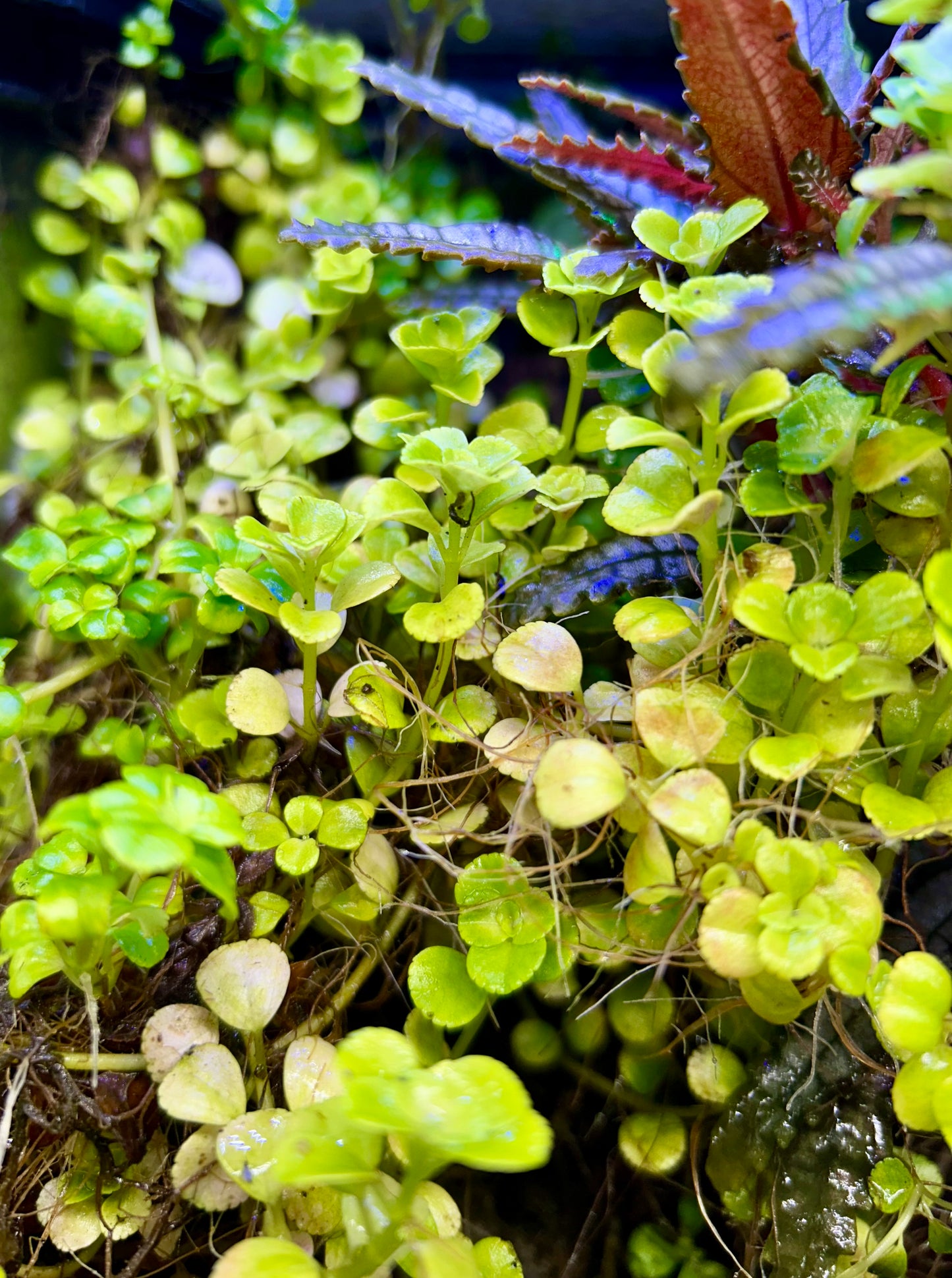 Creeping Charlie Pliea (Pilea nummulariifolia)