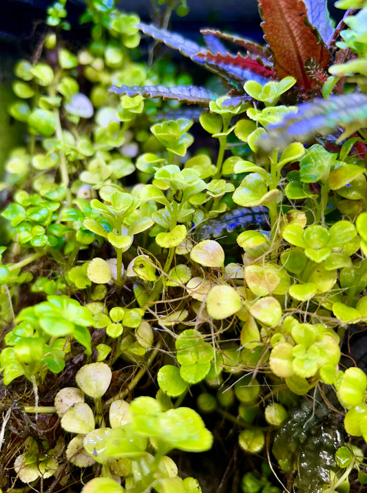 Creeping Charlie Pliea (Pilea nummulariifolia)