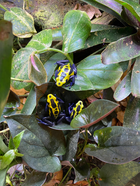 Dendrobates tinctorius “Lawa”