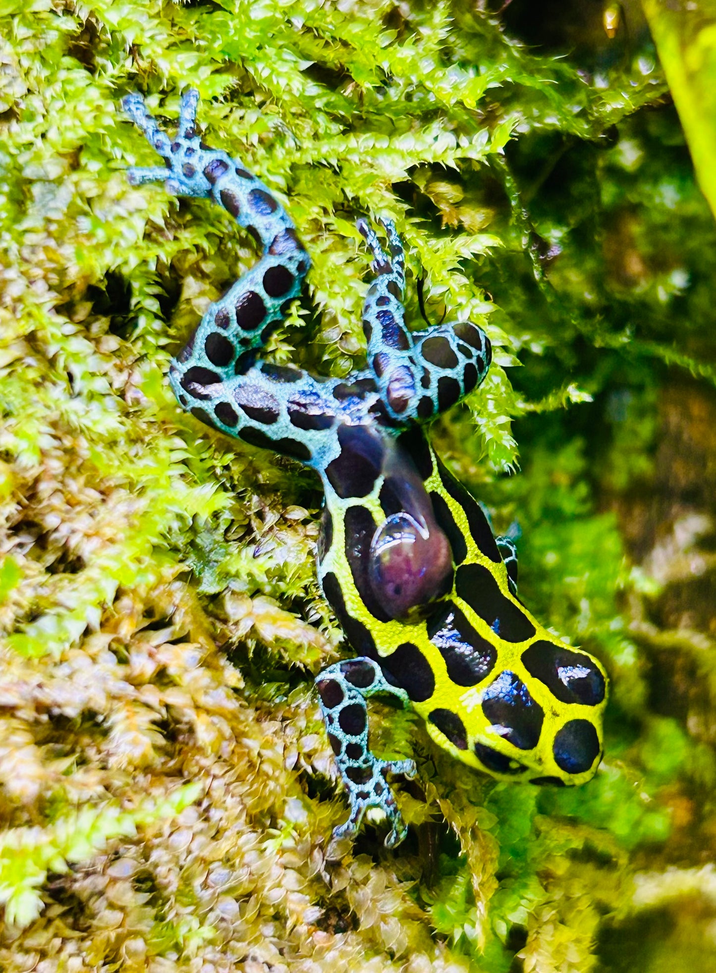 Ranitomeya variabilis “Southern”