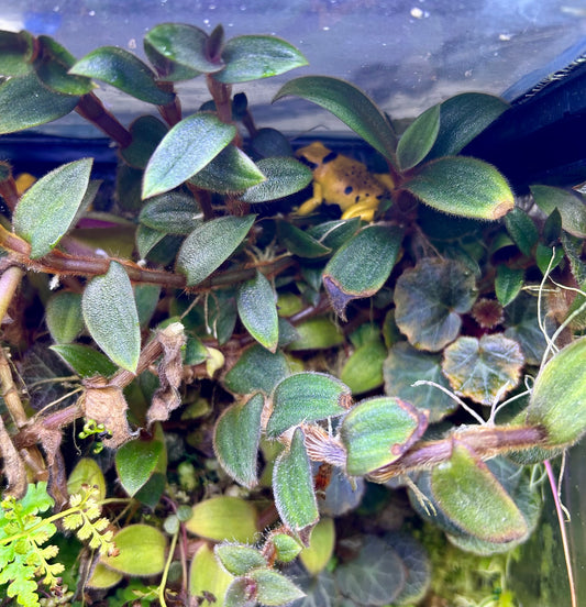 Teddy Bear Vine (Cyanotis kewensis)