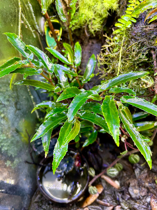 Begonia echinosepala