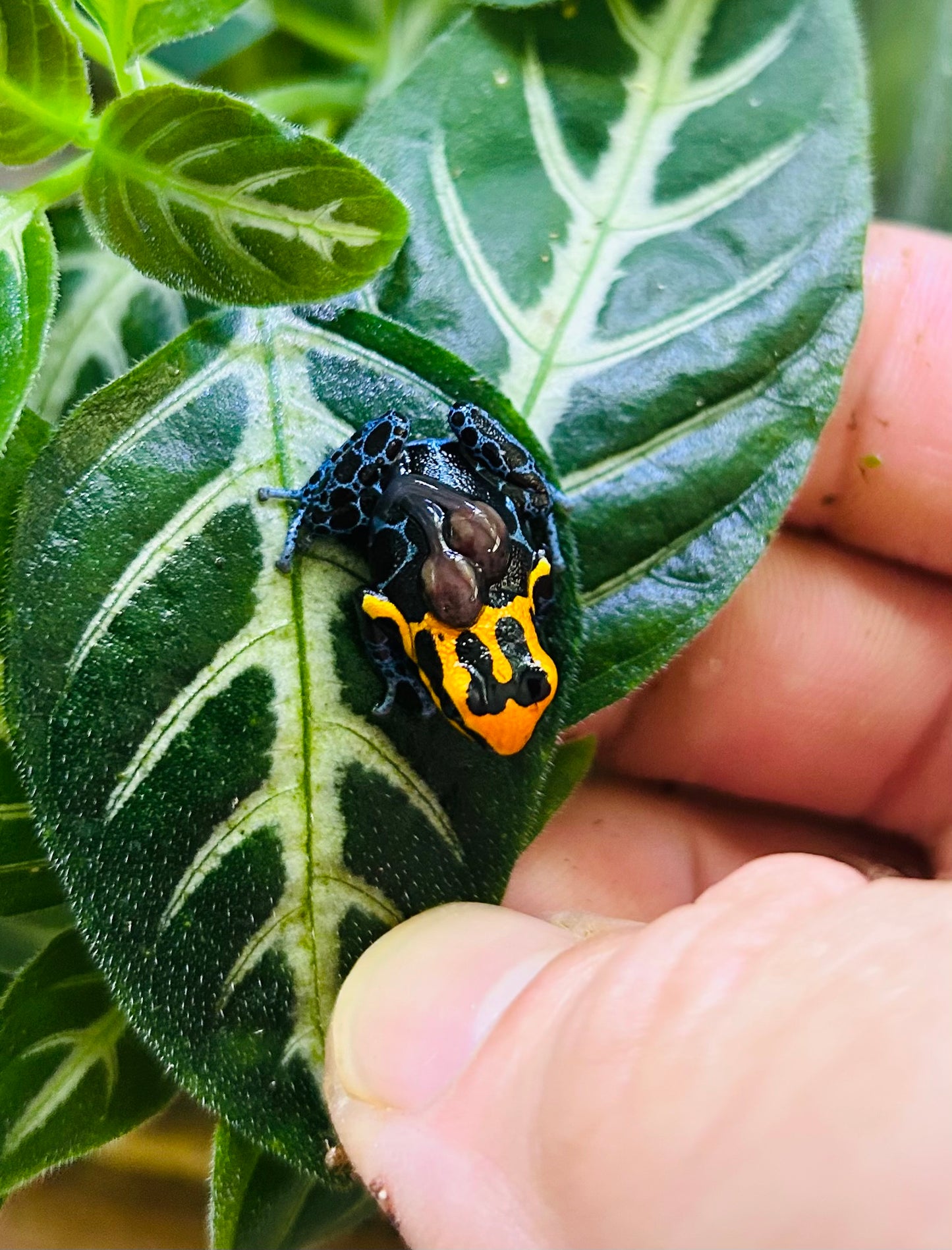 Ranitomeya fantastica “Varadero”