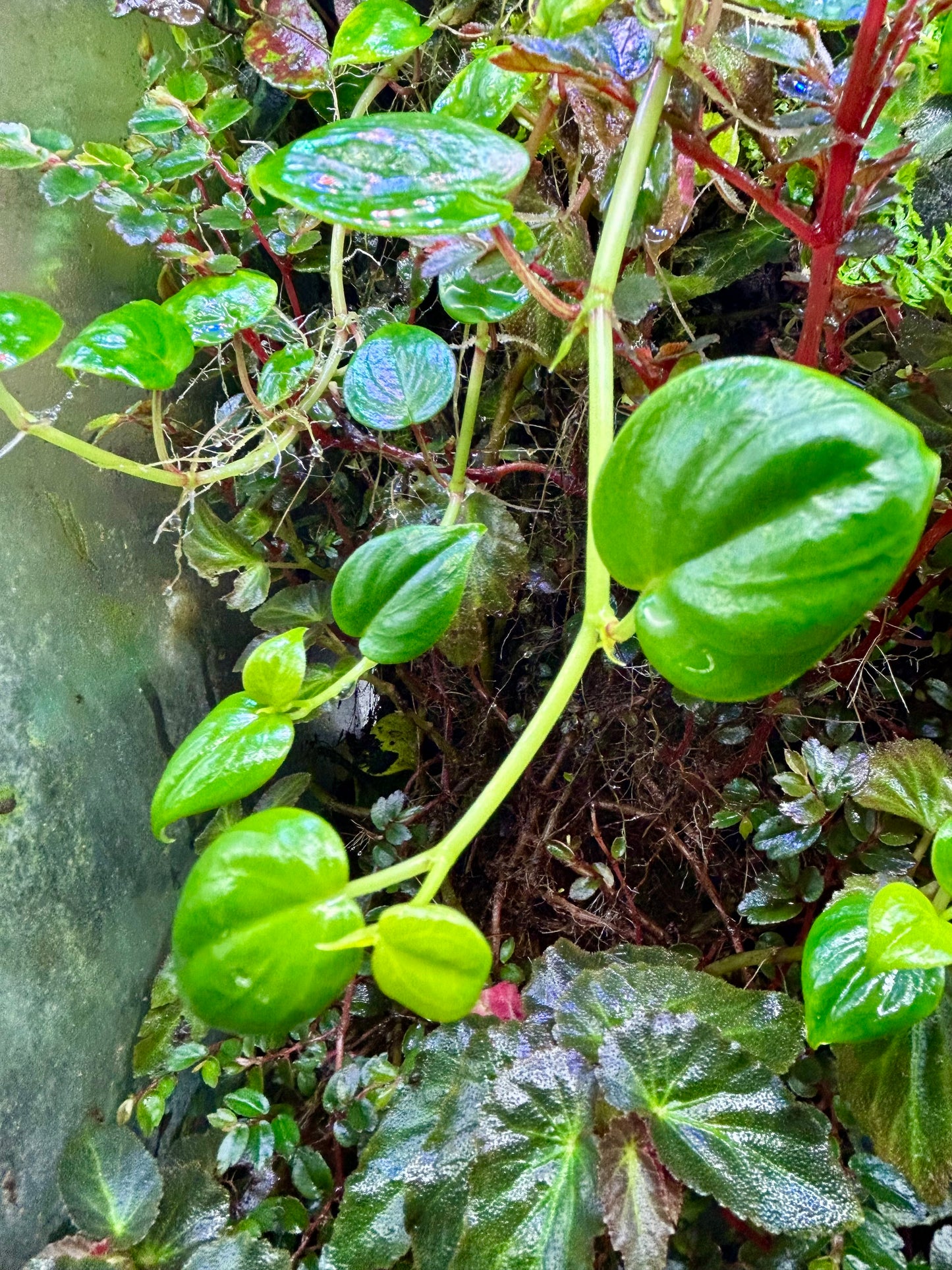 Peperomia scandens