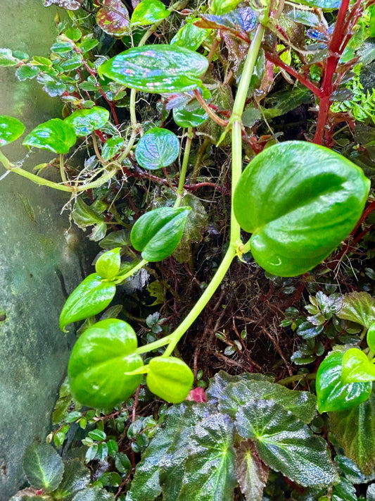 Peperomia scandens
