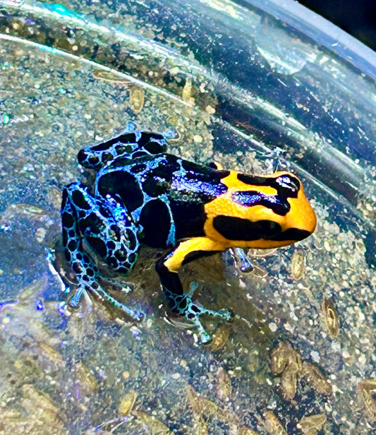 Ranitomeya fantastica “Varadero”