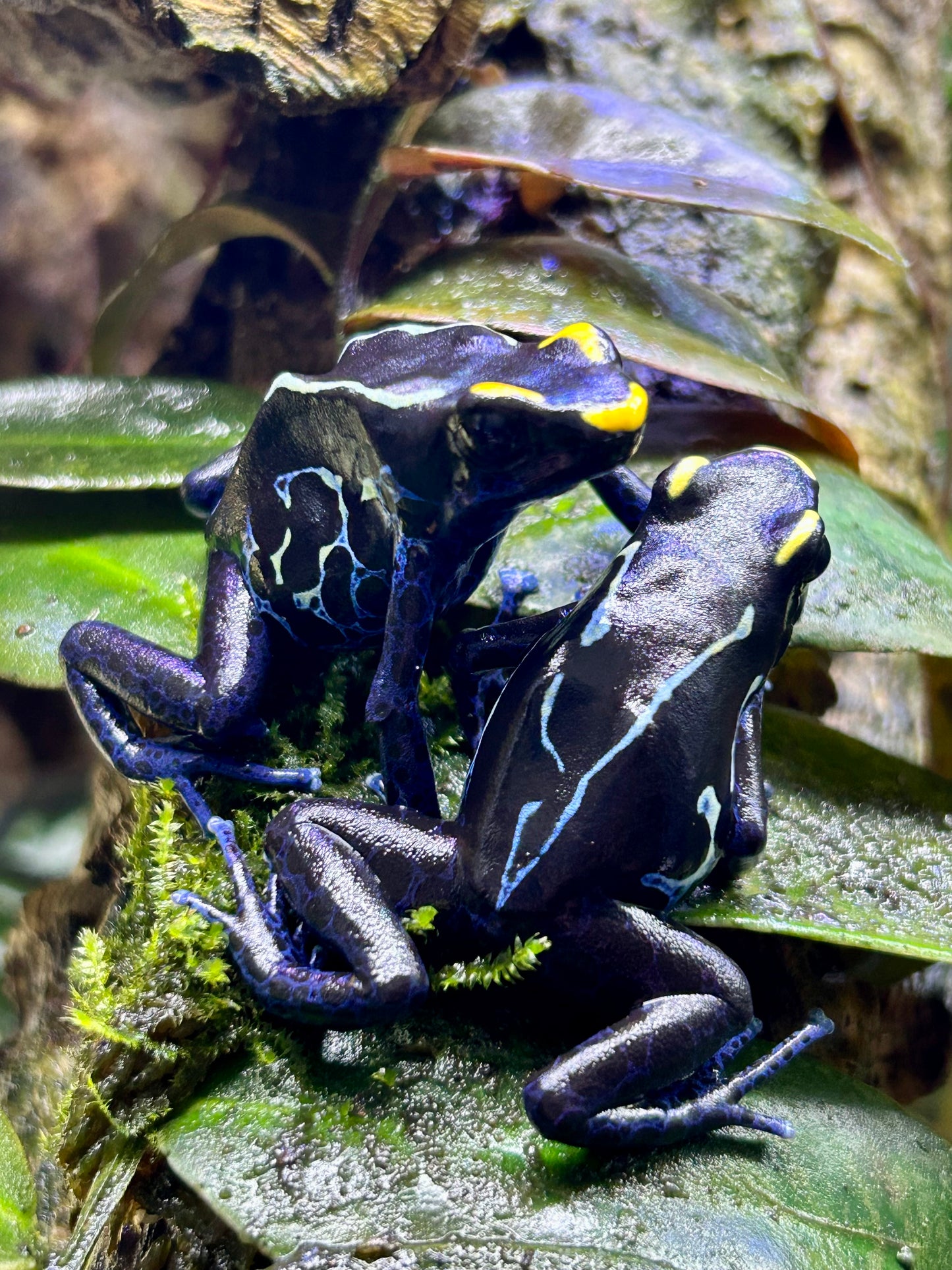 Dendrobates tinctorius "True Sipaliwini"