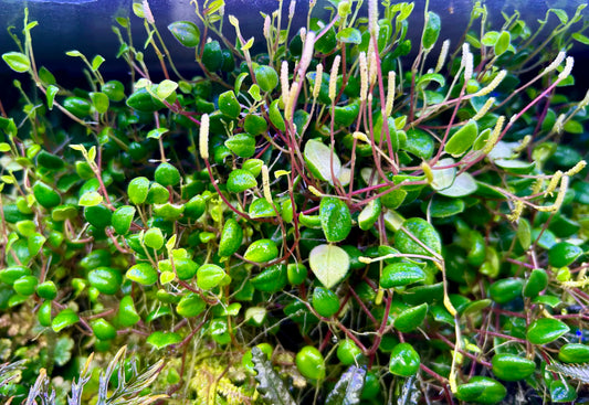 Peperomia percilliata