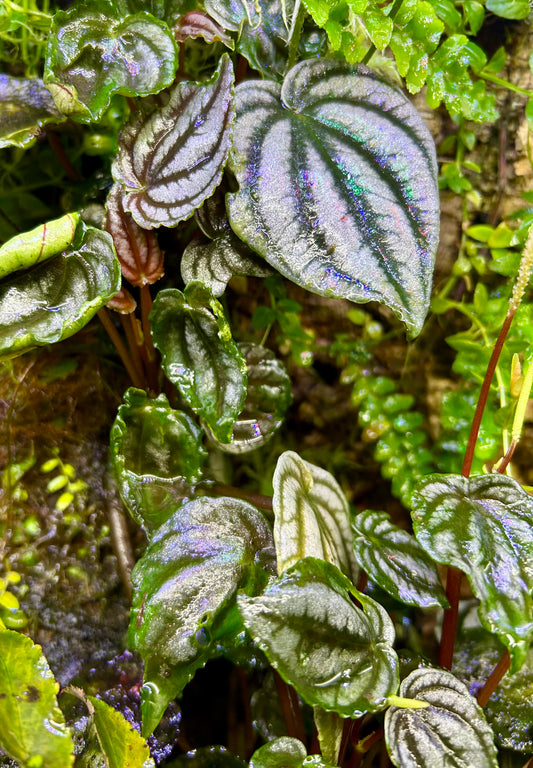 Peperomia turboensis