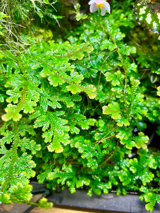 Selaginella sp.