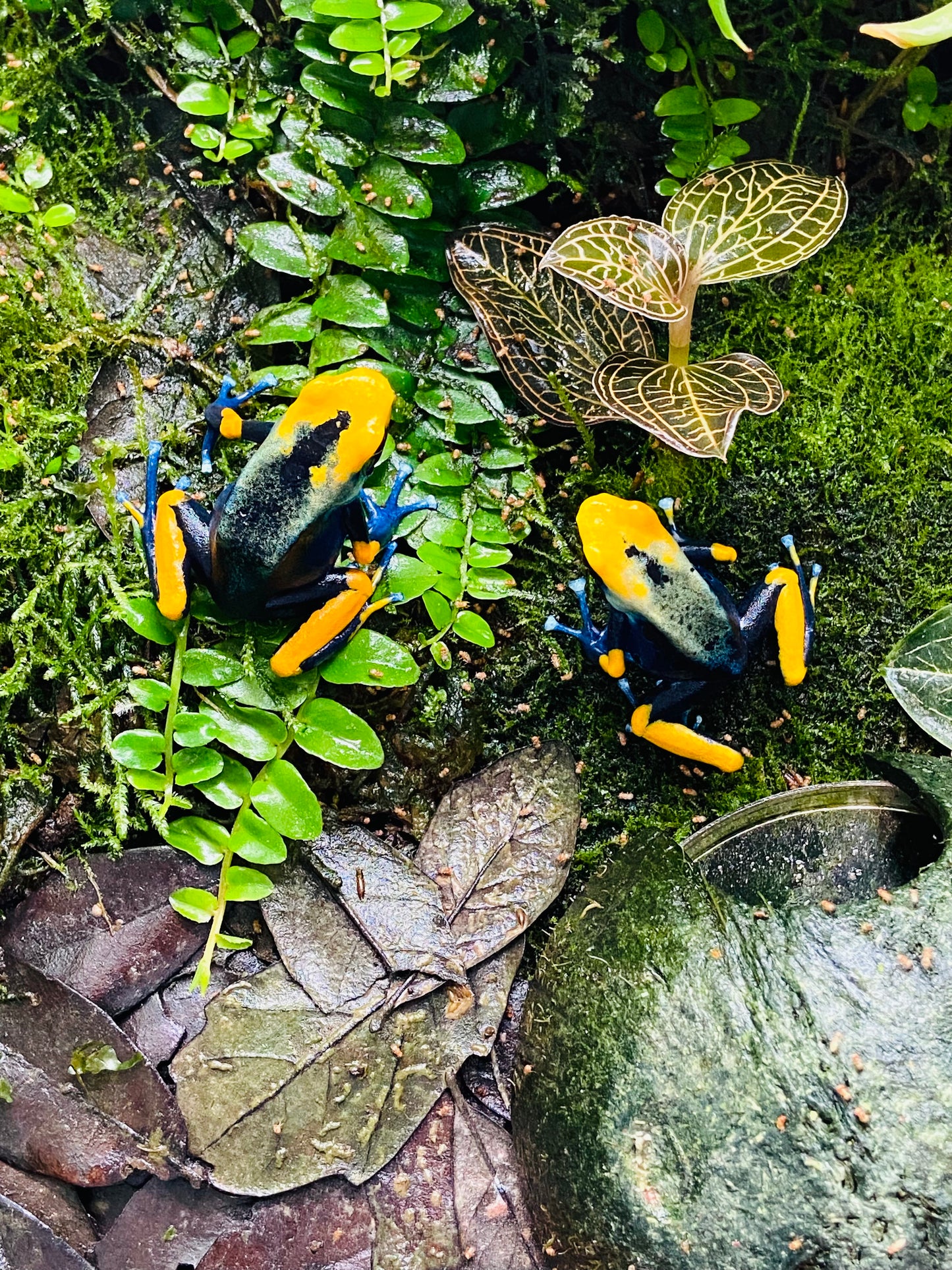 Dendrobates tinctorius “Peacock”