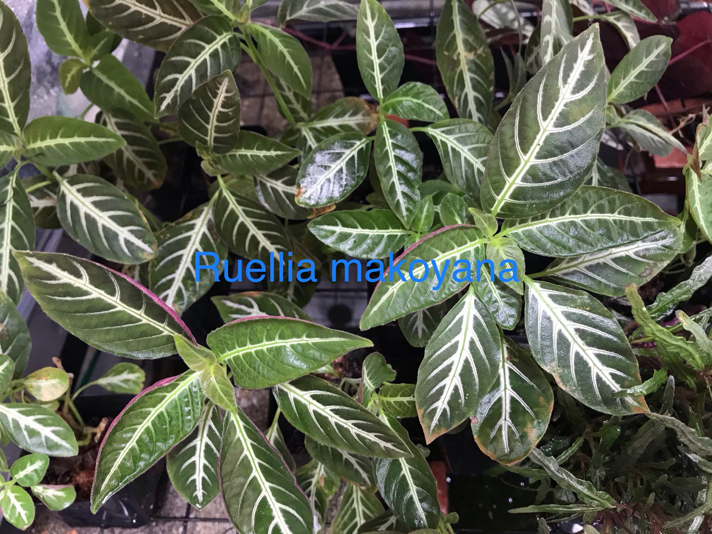 Trailing Velvet Plant (Ruellia makoyana)