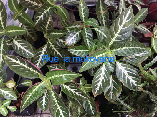 Trailing Velvet Plant (Ruellia makoyana)