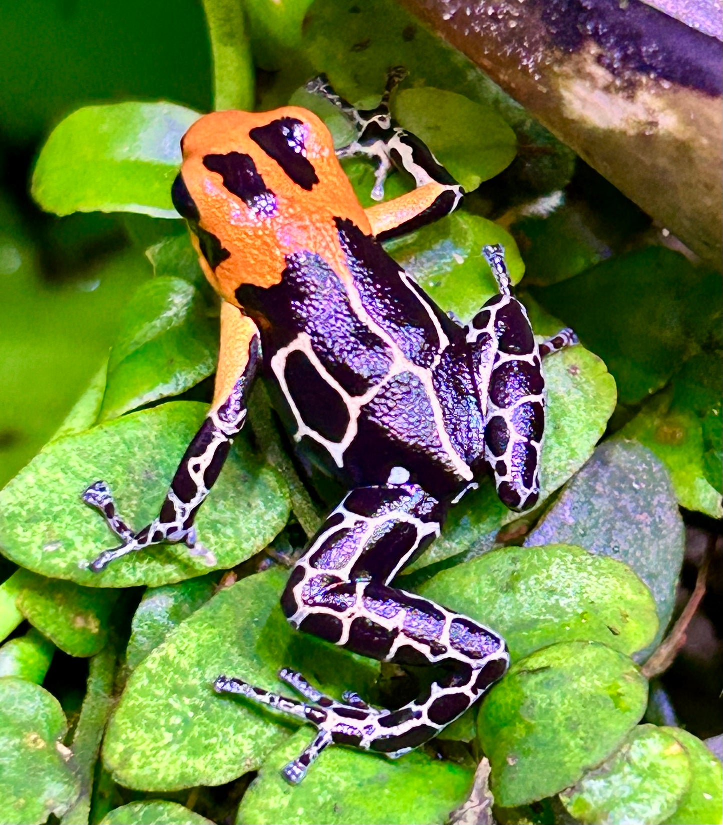 Ranitomeya fantastica “Jeberos”