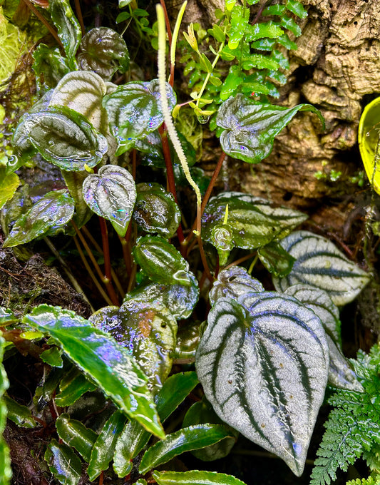 Peperomia turboensis