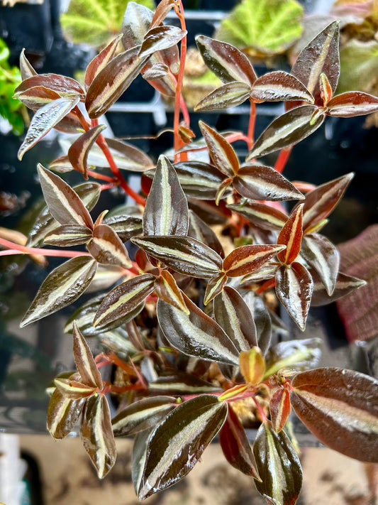 Red Tree Peperomia “Peperomia metallica 'Ecuador'”