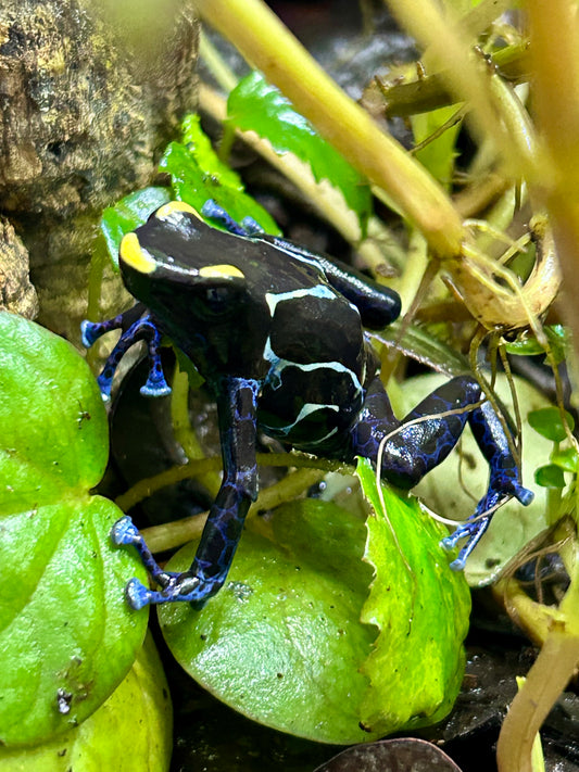 Dendrobates tinctorius "True Sipaliwini"