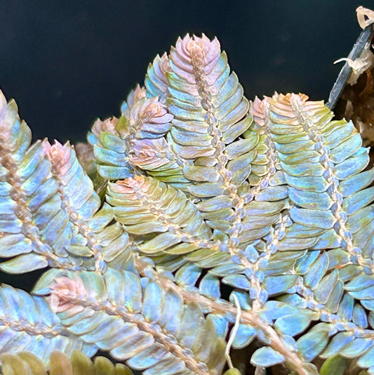 Selaginella willdenowii