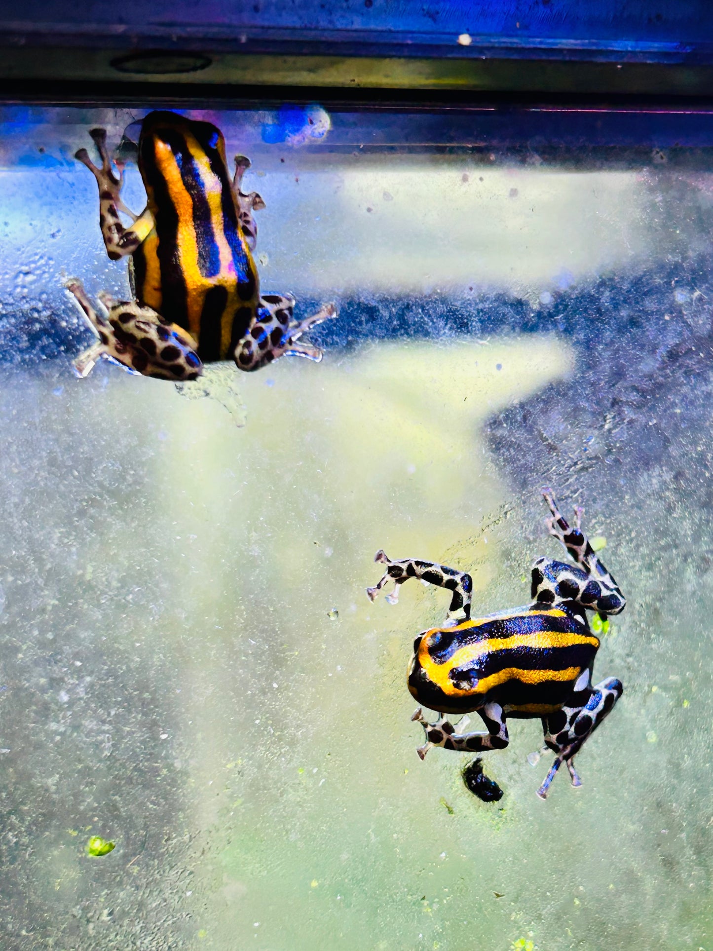 Ranitomeya sirensis “Orange”